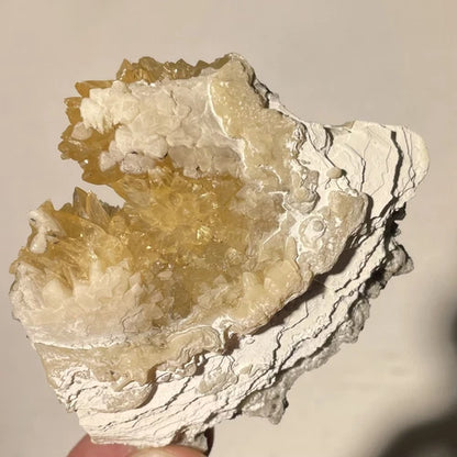 Calcite Crystals In Fossil Shell Rucks Pit Okeechobee Co FLORIDA USA 63g