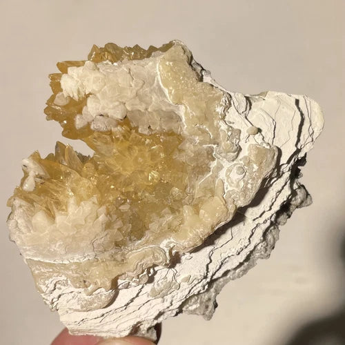 Calcite Crystals In Fossil Shell Rucks Pit Okeechobee Co FLORIDA USA 63g