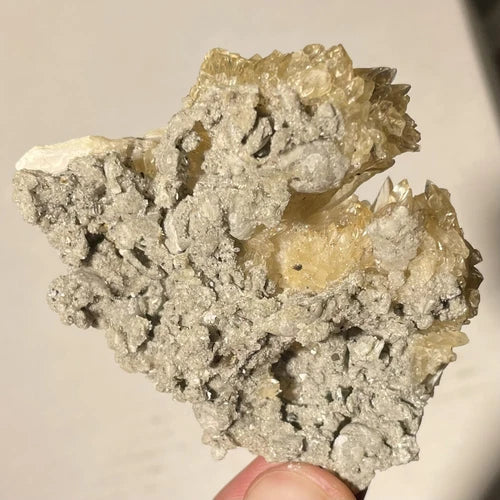 Calcite Crystals In Fossil Shell Rucks Pit Okeechobee Co FLORIDA USA 63g