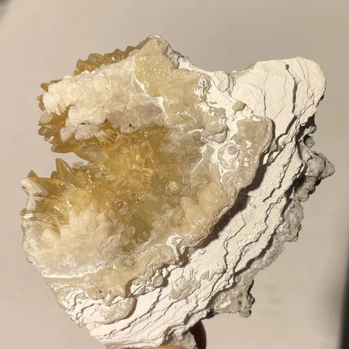 Calcite Crystals In Fossil Shell Rucks Pit Okeechobee Co FLORIDA USA 63g