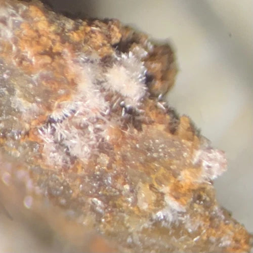 Phosphohedyphane Crystal Micro Root Mine Goodsprings Clark Co NEVADA USA