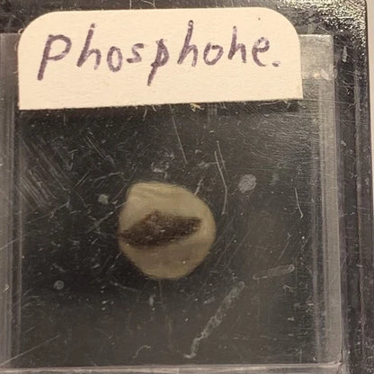 Phosphohedyphane Crystal Micro Root Mine Goodsprings Clark Co NEVADA USA