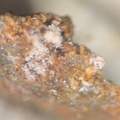 Phosphohedyphane Crystal Micro Root Mine Goodsprings Clark Co NEVADA USA
