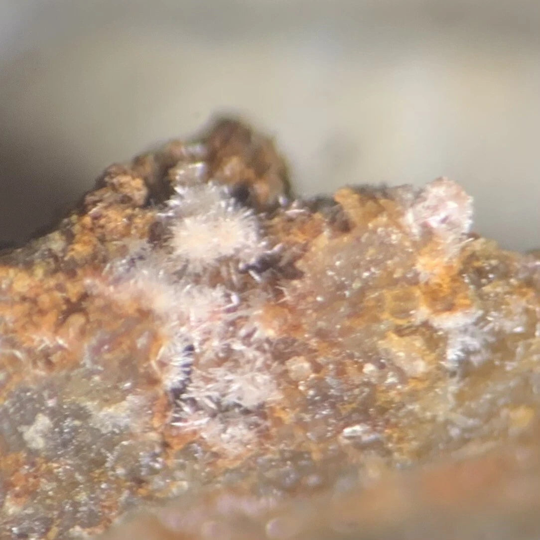Phosphohedyphane Crystal Micro Root Mine Goodsprings Clark Co NEVADA USA