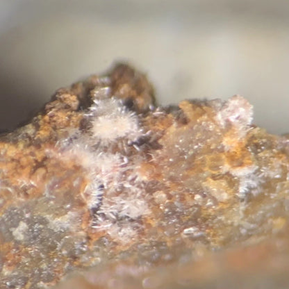 Phosphohedyphane Crystal Micro Root Mine Goodsprings Clark Co NEVADA USA